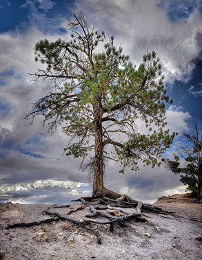 The Watchman | Bryce Canyon Tree | Bryce Canyon  Utah