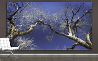 Two Trees under a blue sky