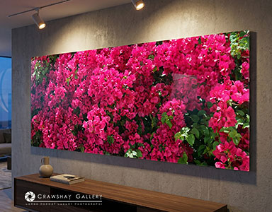 Bougainvillea