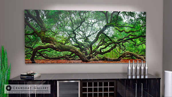 Angel Oak Tree |  Charleston South Carolina