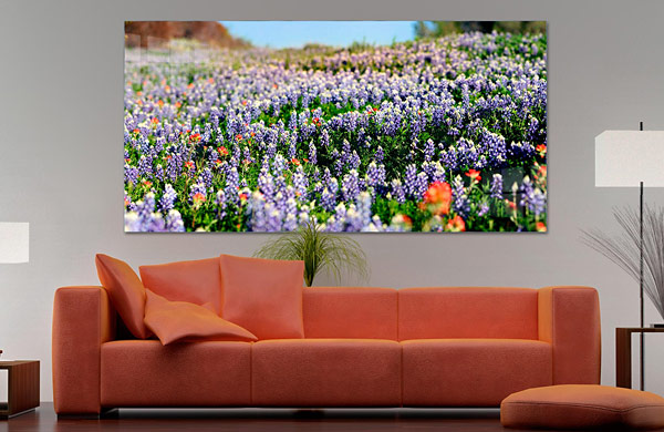 Bluebonnets WildFlowers |  Austin Texas