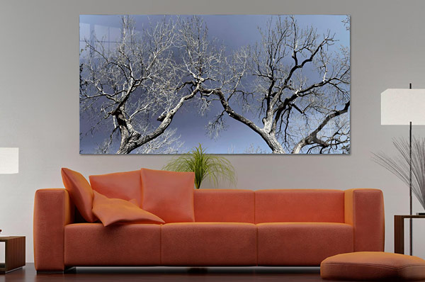 Bare Tree | Highland Park Dallas Texas