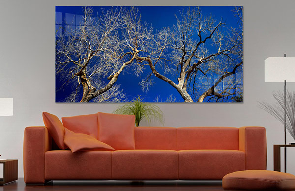 Bare Tree | Highland Park Dallas Texas