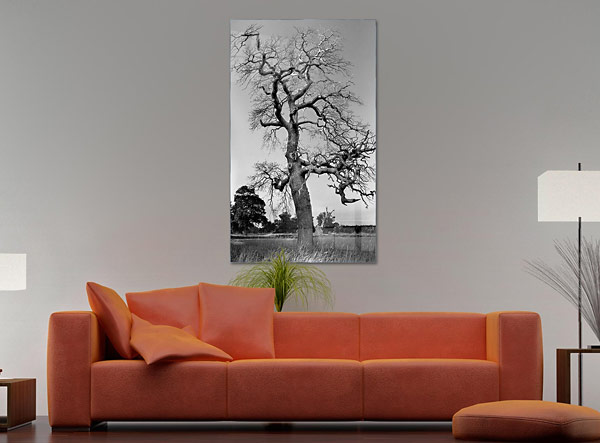 Bare Black and White Tree | Great Windsor Park Windsor Surrey