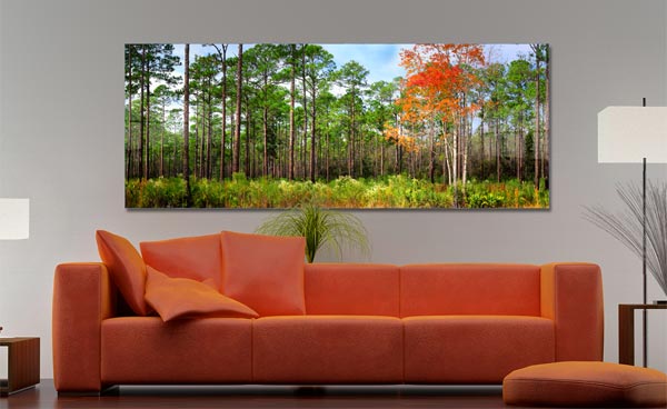 Cary State Forest | Cary State Forest Bryceville Florida