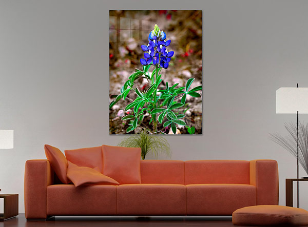 Bluebonnet close up |  Austin Texas