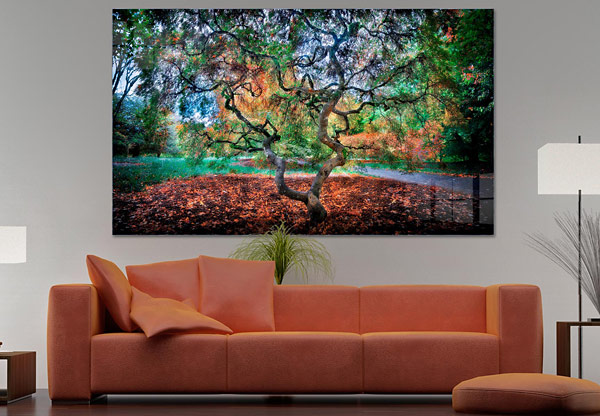 Japanese Maple Tree in the Fall | Hoyt Arboretum Portland Oregon
