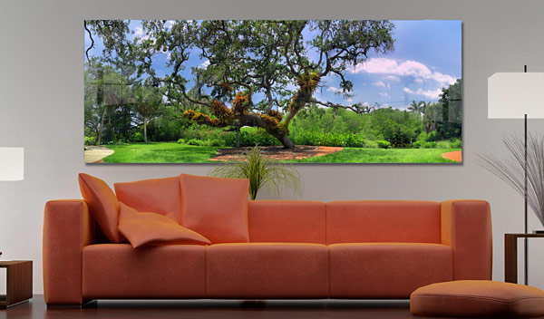 Tropical Florida Trees |  Sarasota Florida