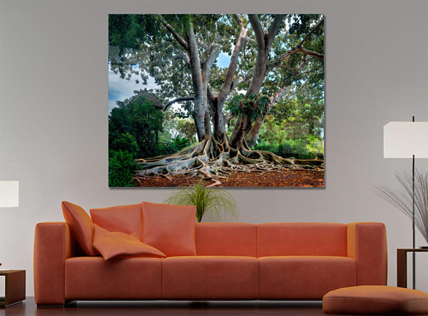 Florida Trees |  Sarasota Florida