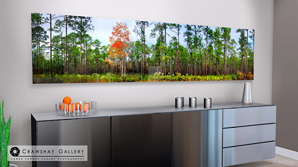 Silent Forest - Cary Florida | Cary State Forest Bryceville Florida