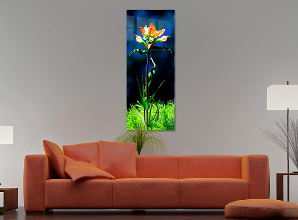 Indian Paintbrush Wildflower |  Austin Texas