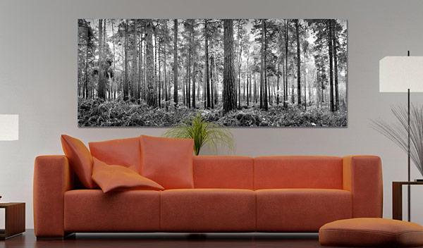 Row of Pine trees | Ockham Forest Ockham Surrey