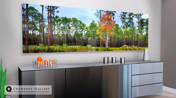 Cary State Forest | Cary State Forest Bryceville Florida
