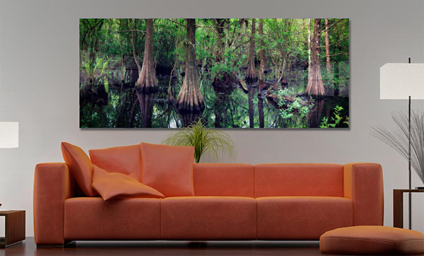 Florida Cedar Swamp |   Florida