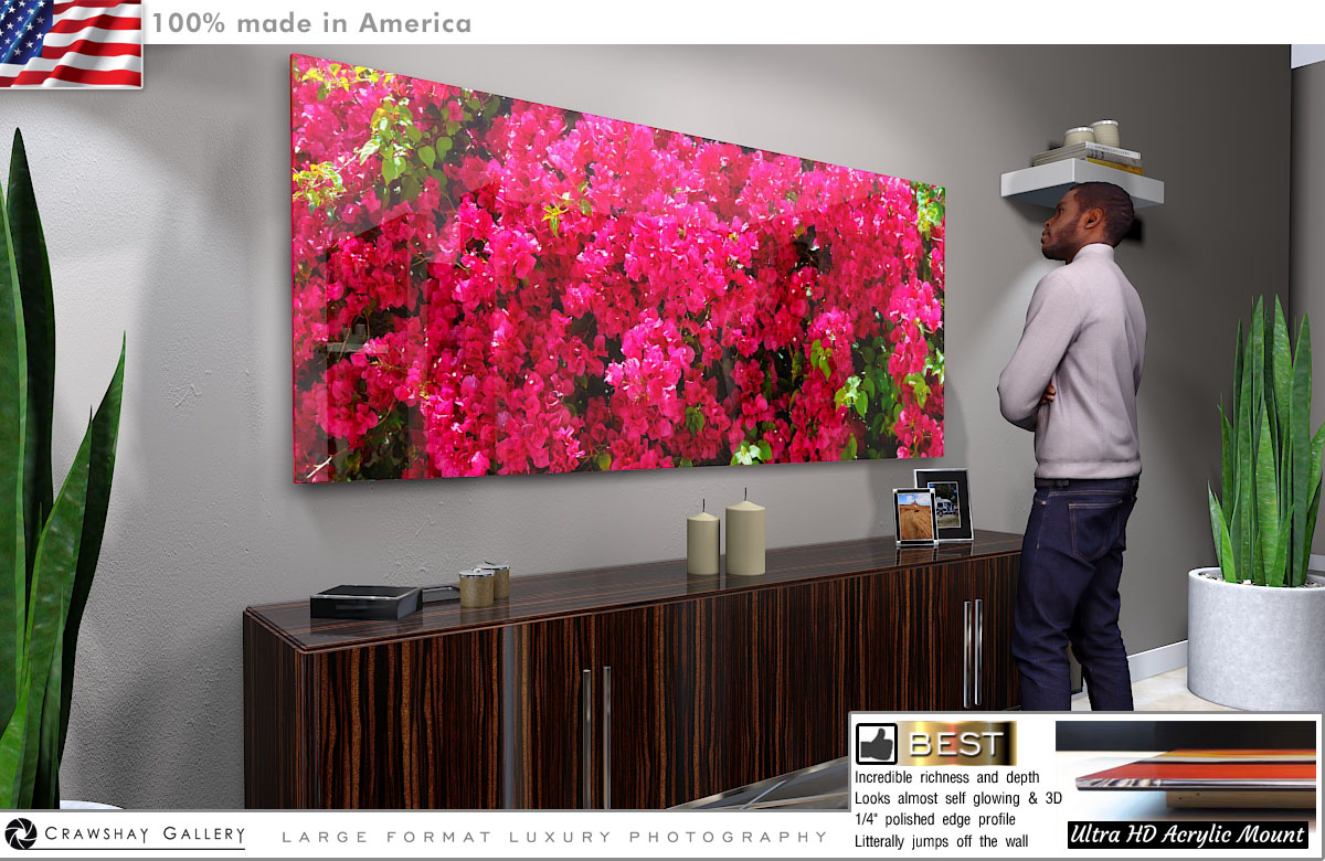 Face Mounted Acrylic Print of Bougainvillea Fine Art Photograph