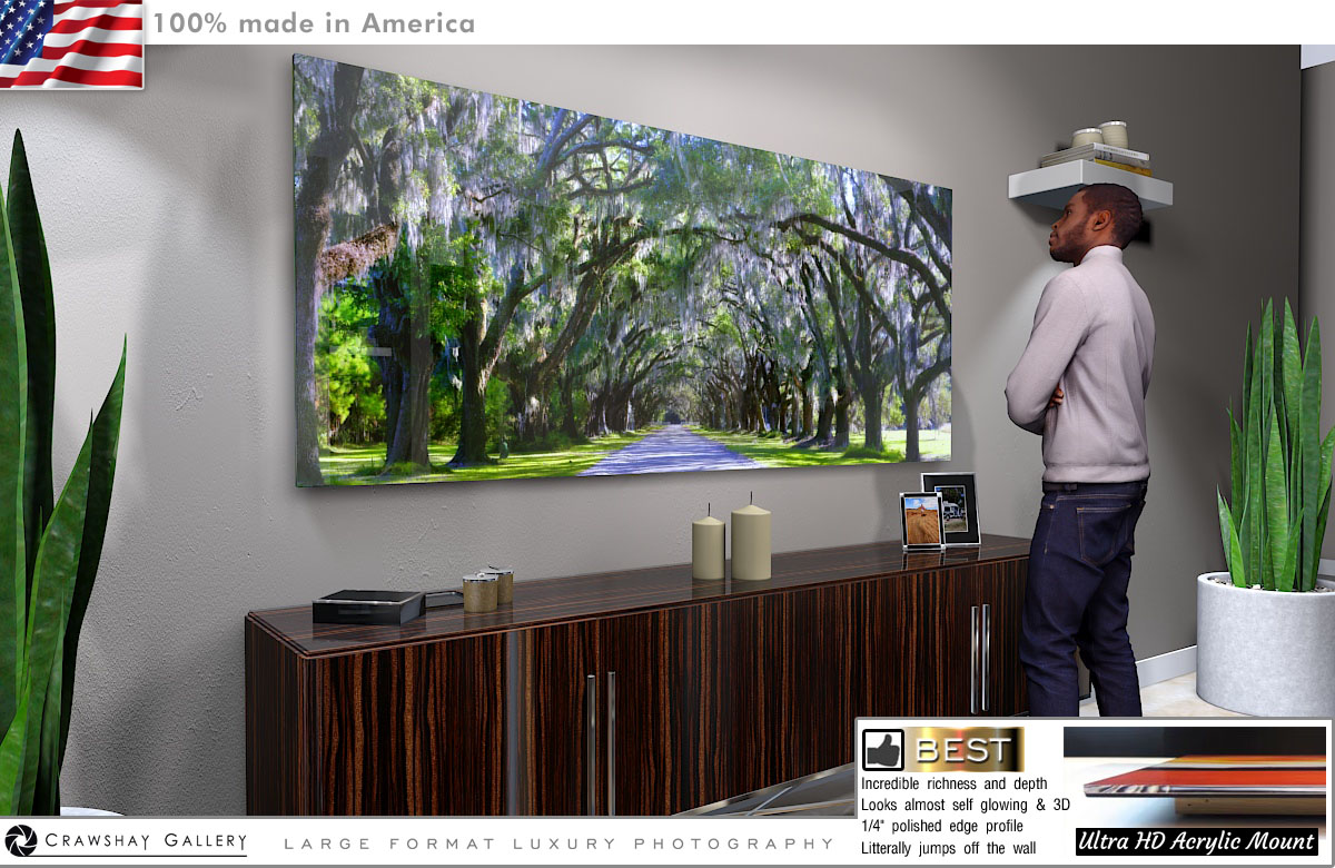 Face Mounted Acrylic Print of The Wormsloe Tree Tunnnel