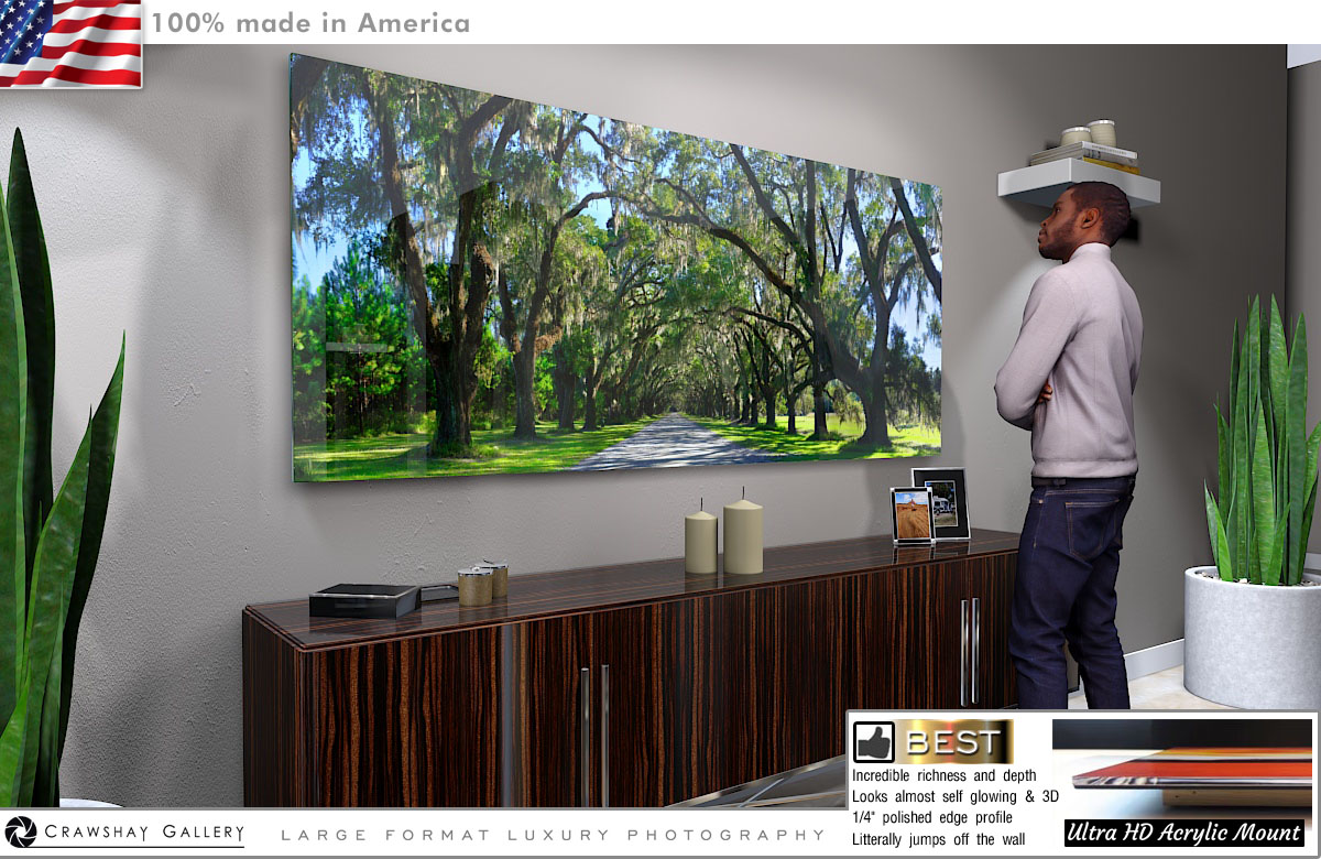 Face Mounted Acrylic Print of The Wormsloe Tree Tunnnel