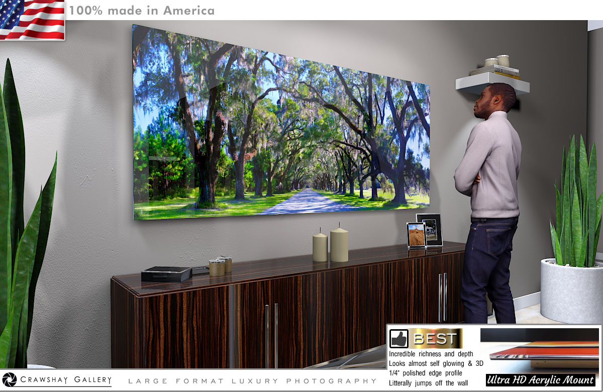 Face Mounted Acrylic Print of The Wormsloe Tree Tunnnel