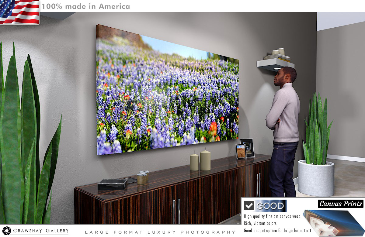 Canvas Print of Texas Bluebonnets