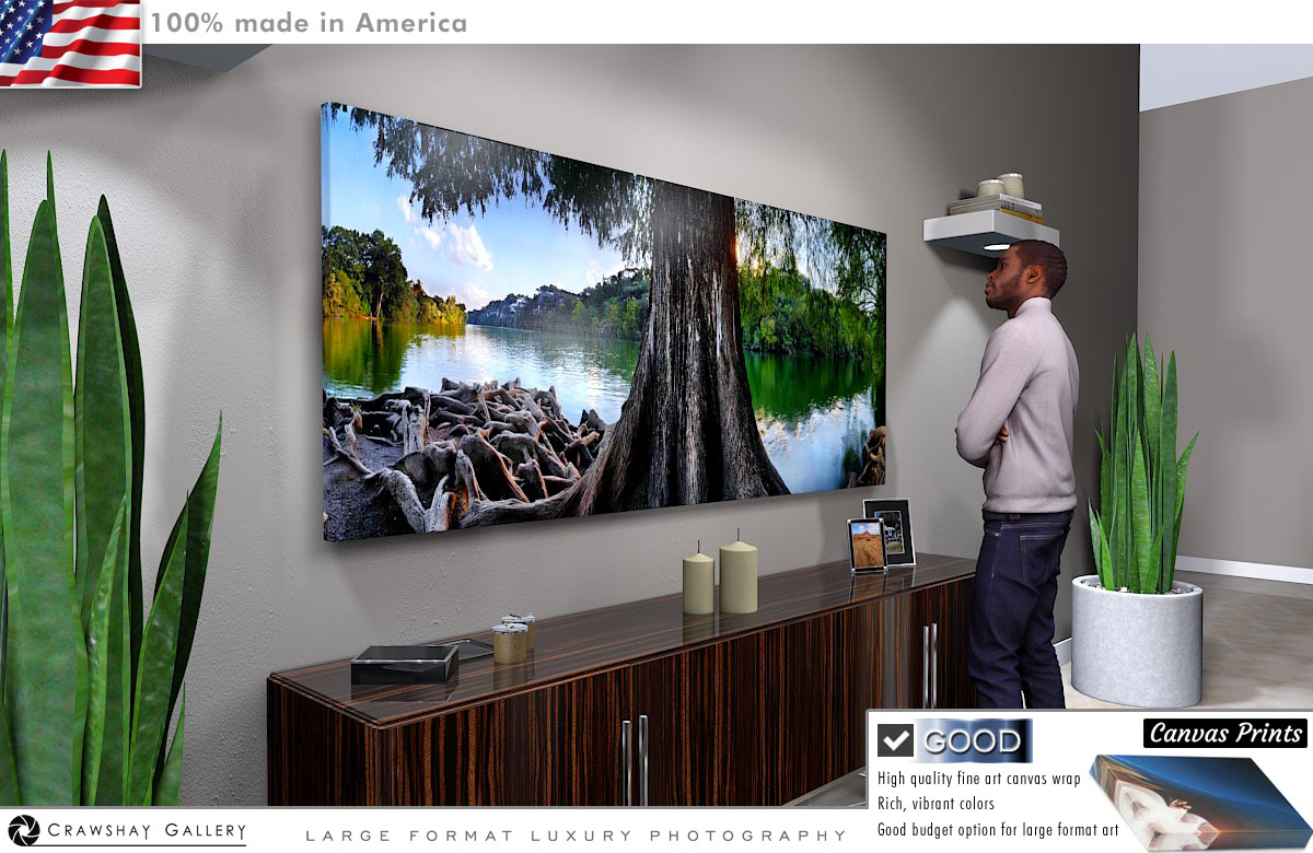 Canvas Print of Huge Cedar Tree With Exposed Roots
