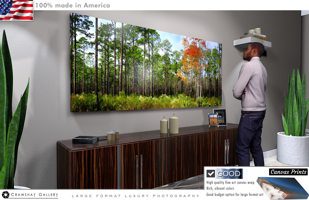 Canvas Print of Cary State Forest Pine Trees
