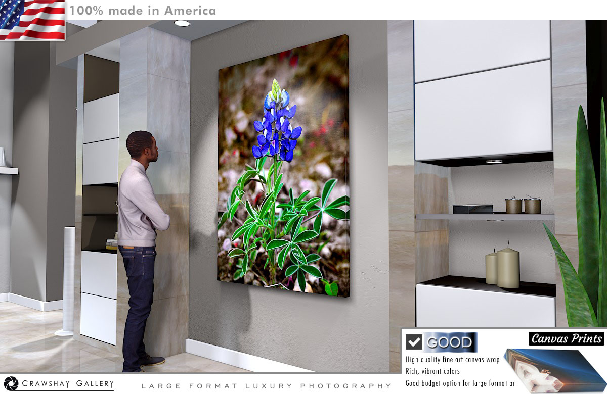 Canvas Print of Close Up of a Bluebonnet