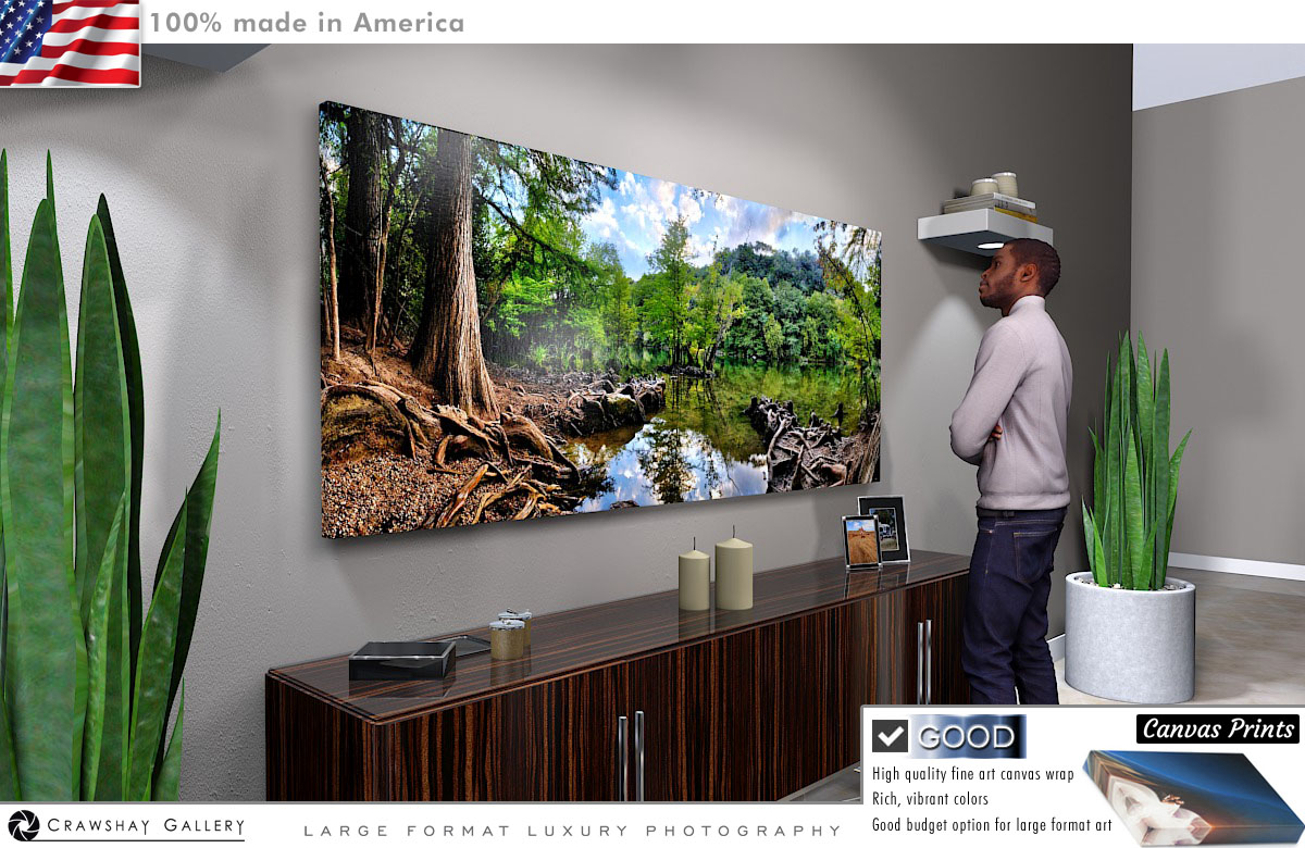 Canvas Print of Beautiful Swamp Austin Texas