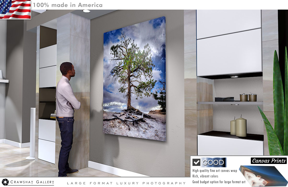 Canvas Print of Exposed Root Tree at Bryce