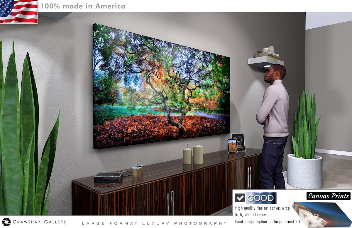 Canvas Print of Fall Color Maple Tree Photograph