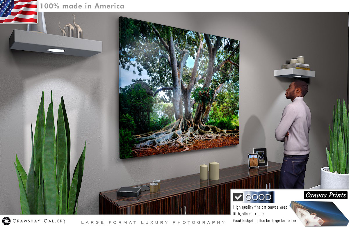 Canvas Print of Florida banyan tree