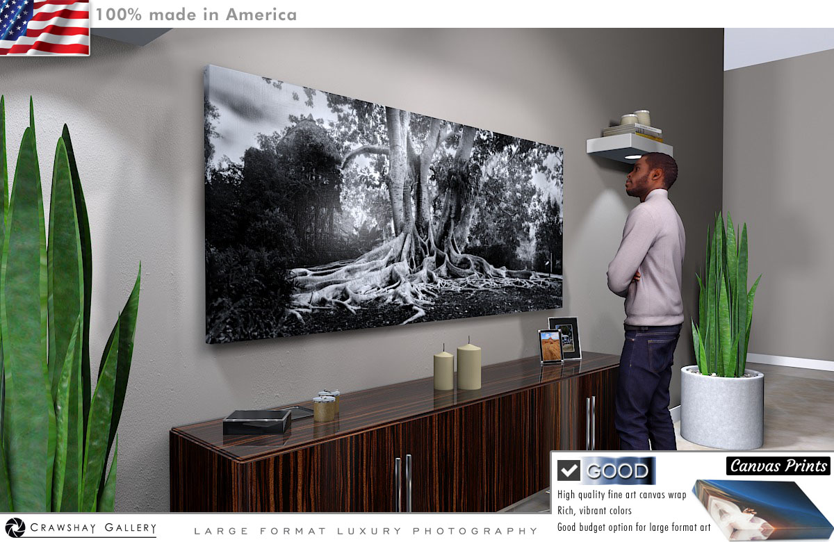 Canvas Print of Black and White Florida banyan tree