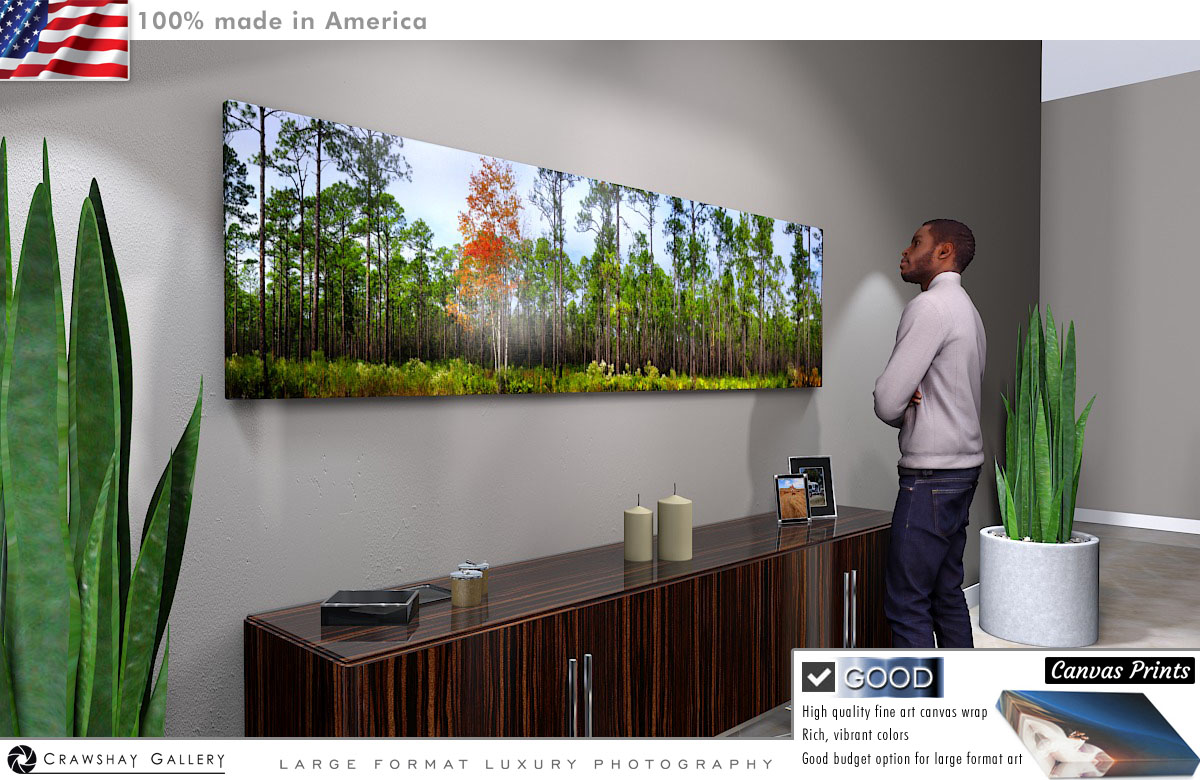 Canvas Print of Panoramic Pine Trees