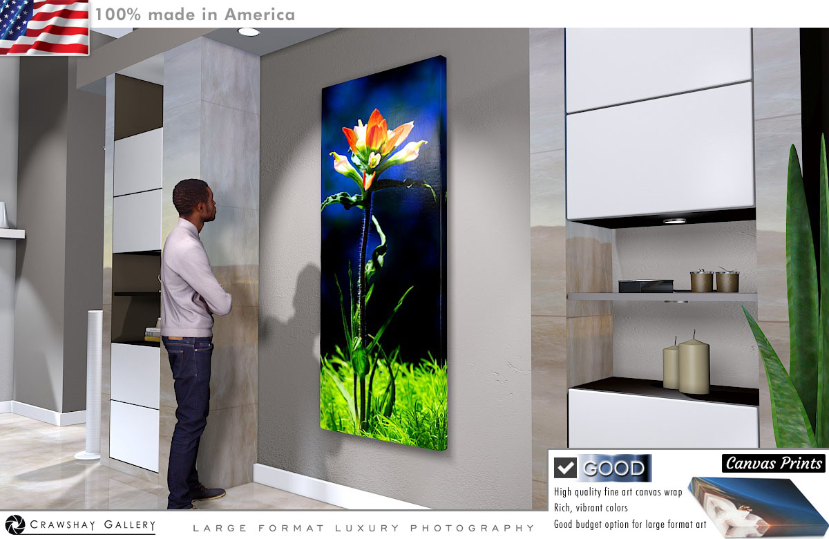 Canvas Print of Close Up Indian Paintbrush