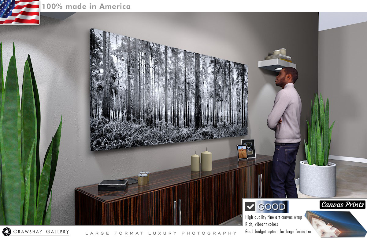 Canvas Print of Black and White Pine Trees
