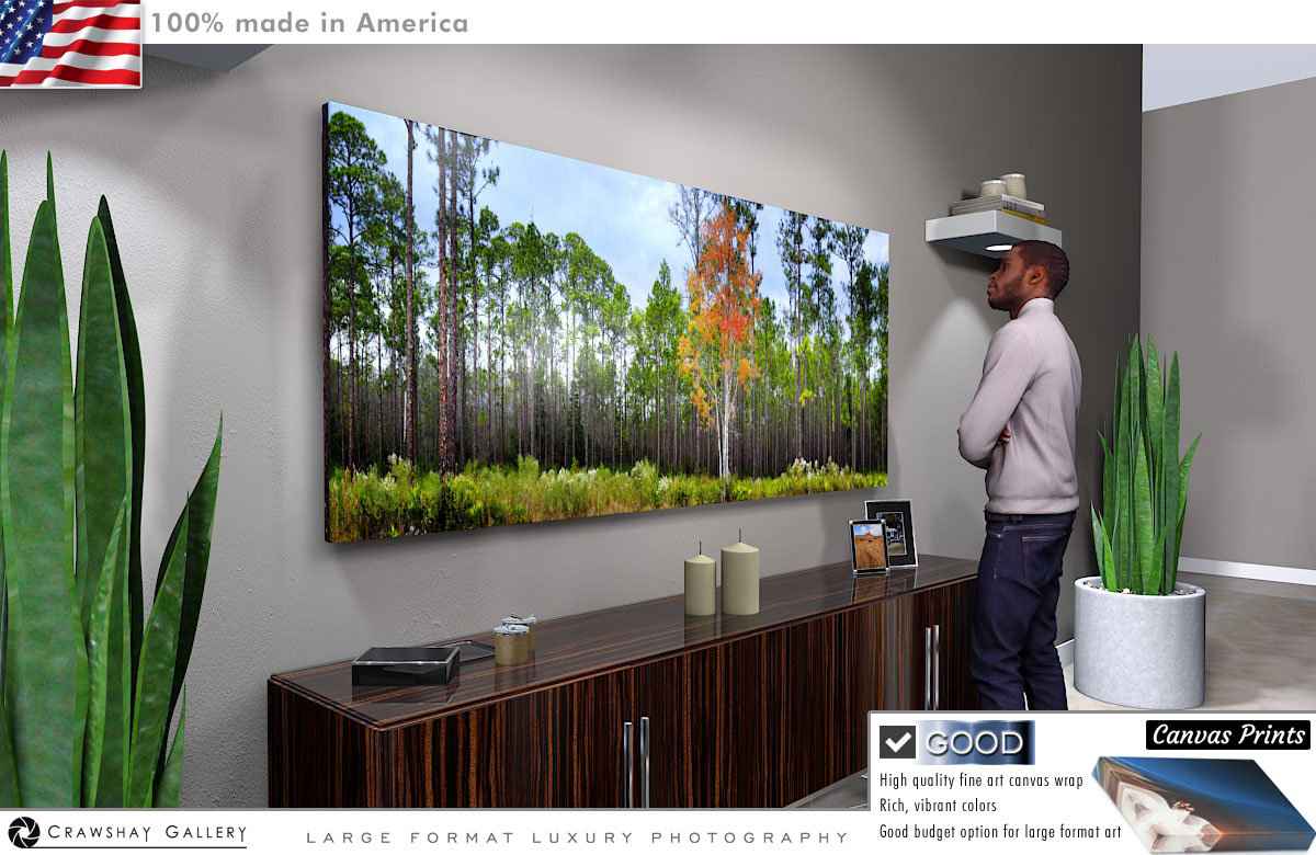 Canvas Print of Cary State Forest Image