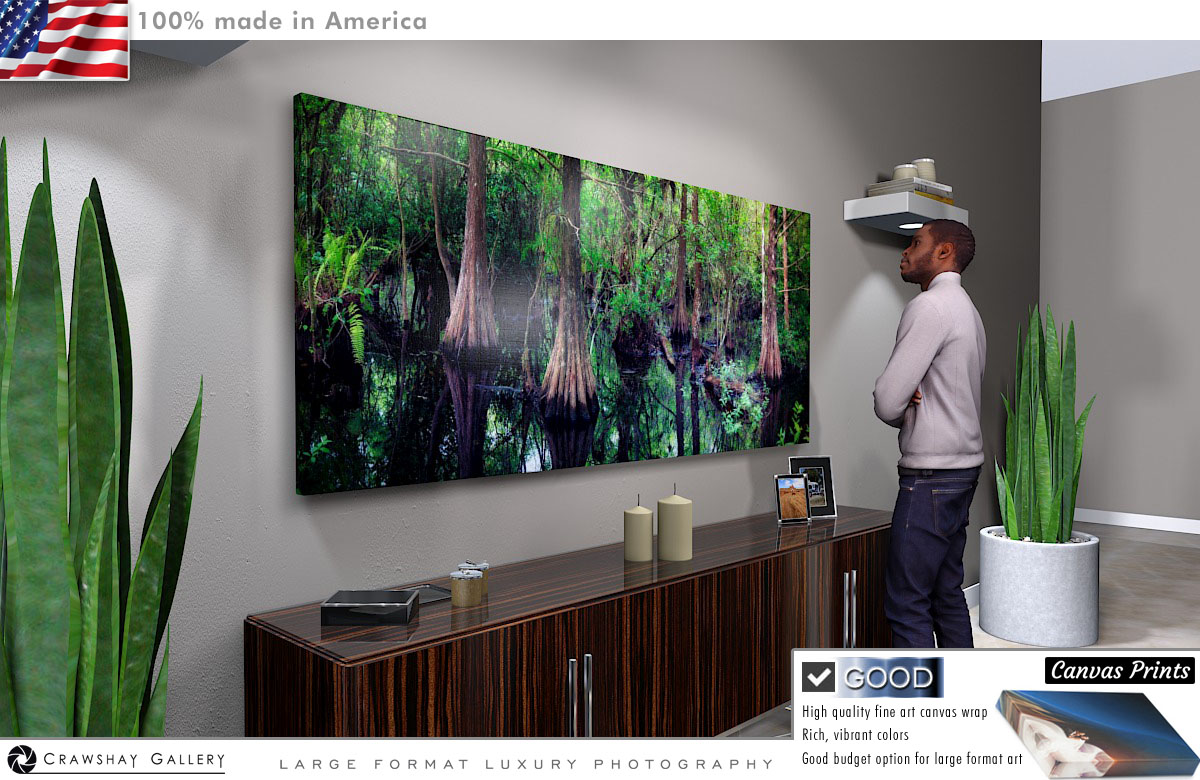 Canvas Print of Cedar Trees Stagnent Pond