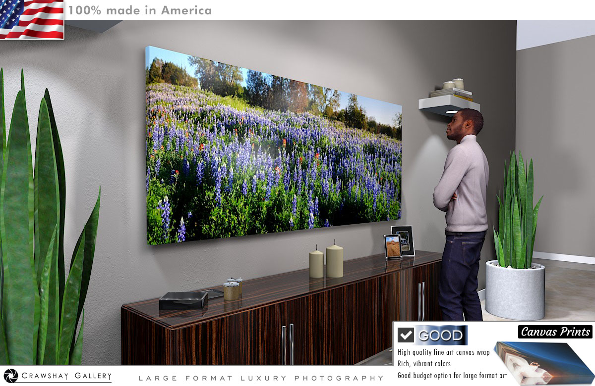 Canvas Print of Texas Wildflowers