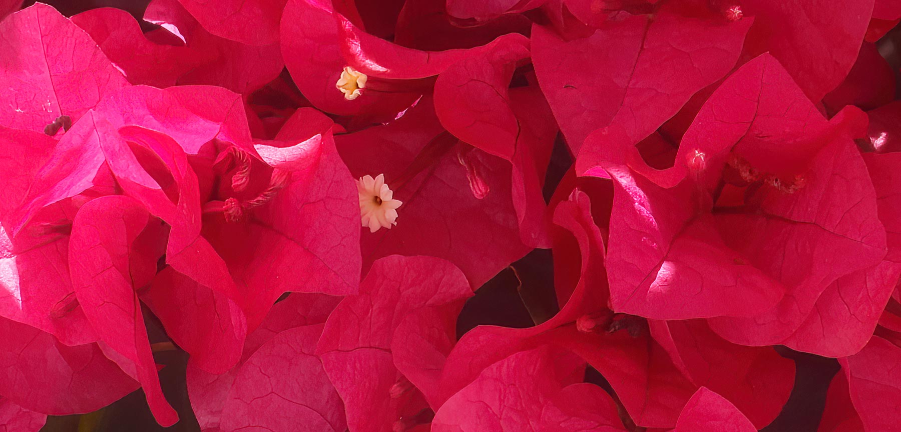 Close up of large format photograph of Bougainvillea Fine Art Photograph
