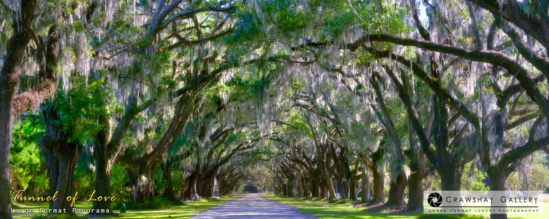 Image of The Wormsloe Tree Tunnnel