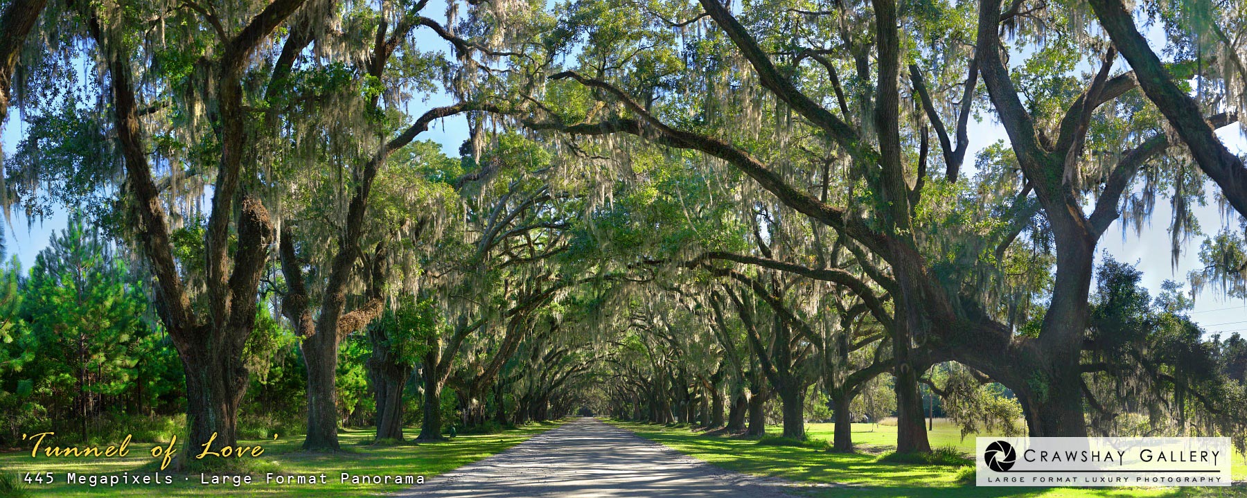 Image of The Wormsloe Tree Tunnnel