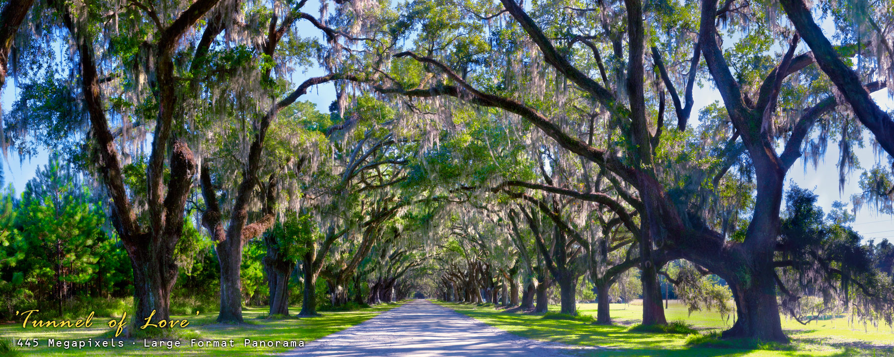 Image of The Wormsloe Tree Tunnnel