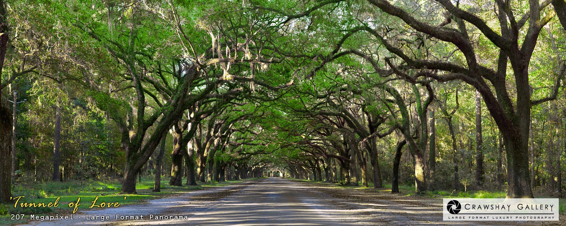 Image of Tree Tunnnel - Savanah