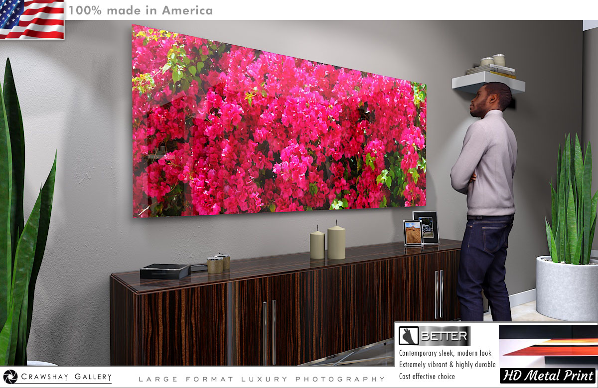 Bougainvillea Fine Art Photograph Direct to Metal Print