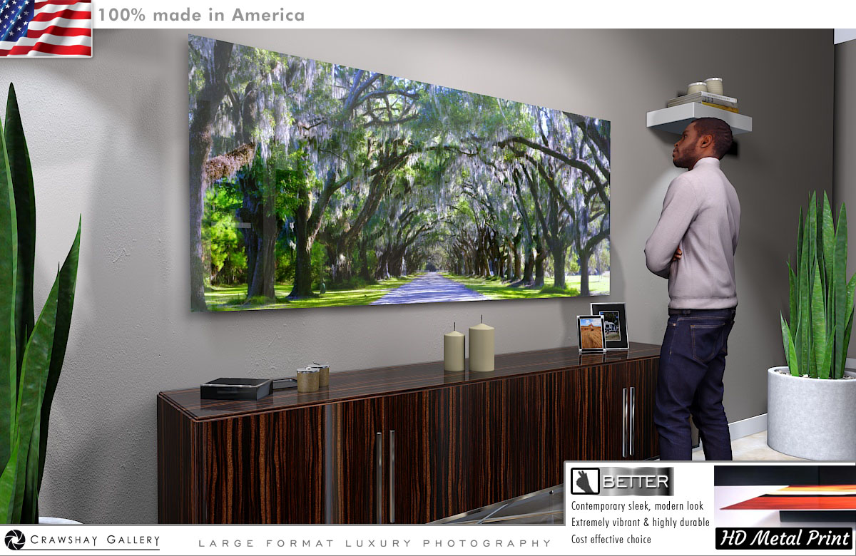 The Wormsloe Tree Tunnnel Direct to Metal Print