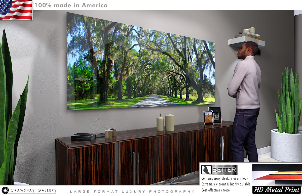 The Wormsloe Tree Tunnnel Direct to Metal Print