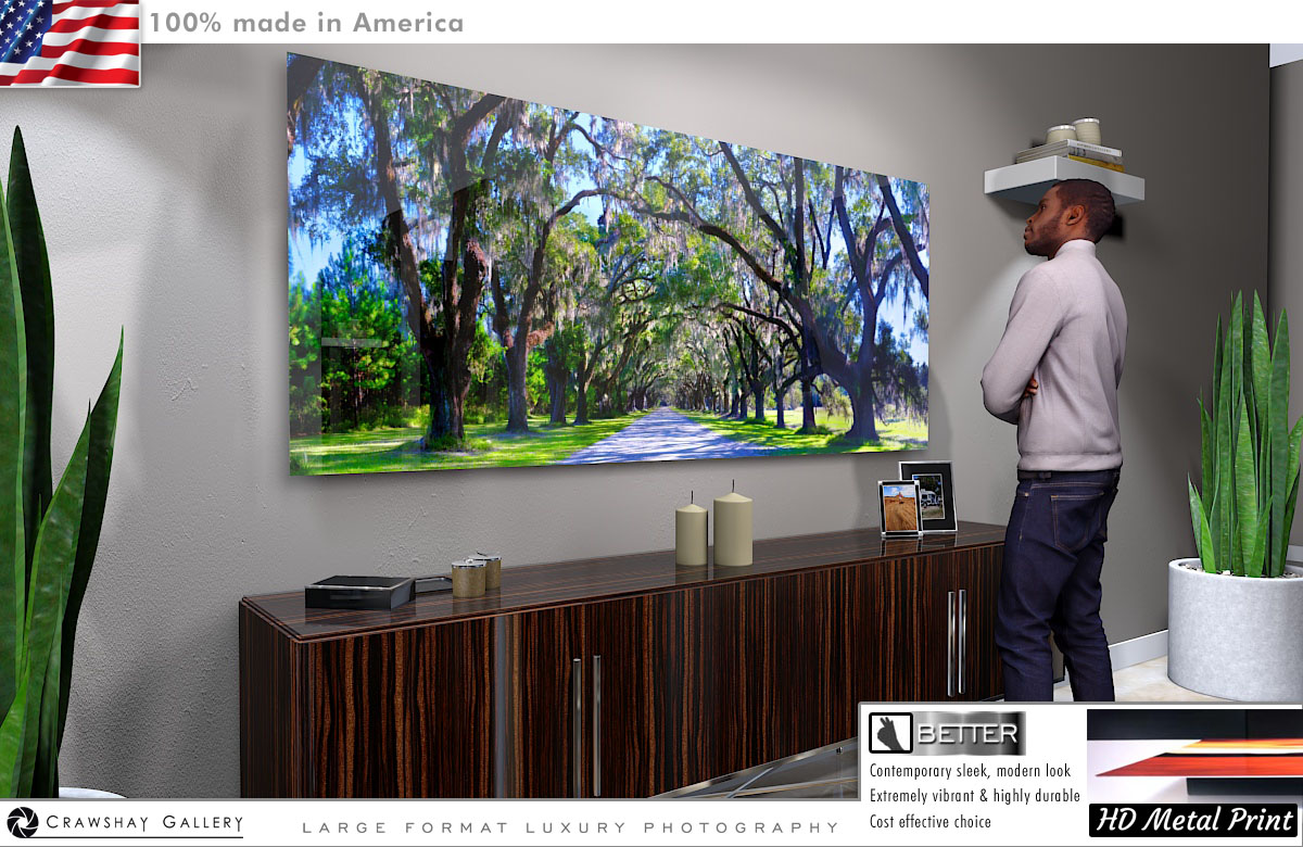 The Wormsloe Tree Tunnnel Direct to Metal Print