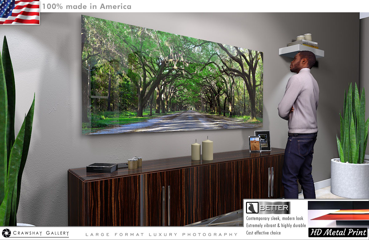 Tree Tunnnel - Savanah Direct to Metal Print