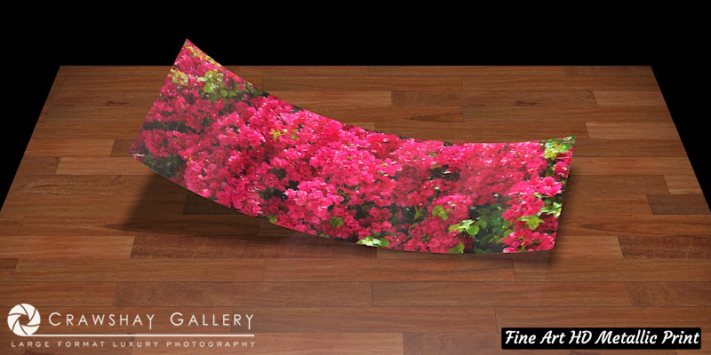 Fine Art Print of Bougainvillea Fine Art Photograph
