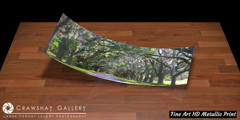 Fine Art Print of The Wormsloe Tree Tunnnel