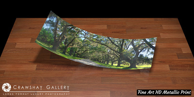 Fine Art Print of The Wormsloe Tree Tunnnel